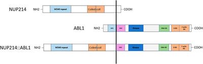 Case Report: Specific ABL-Inhibitor Imatinib Is an Effective Targeted Agent as the First Line Therapy to Treat B-Cell Acute Lymphoblastic Leukemia With a Cryptic NUP214::ABL1 Gene Fusion